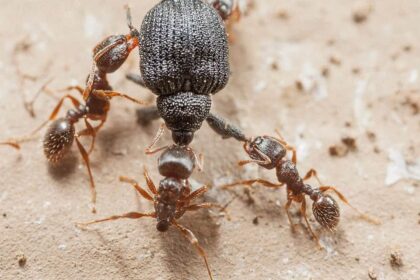Pesticidas propuestos para ser reemplazados por hormigas
