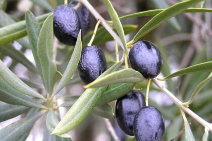 oliva español