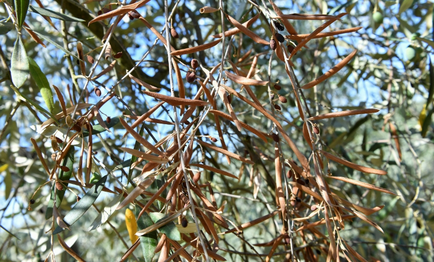 Los estragos de la sequía se extienden a la uva y el olivo